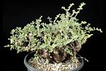 Pelargonium alternans Cm. 11 € 25,00  